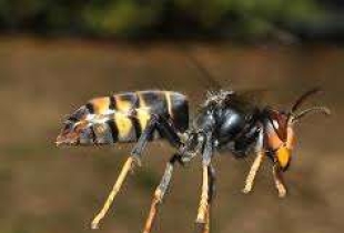 Frelon à pattes jaunes
